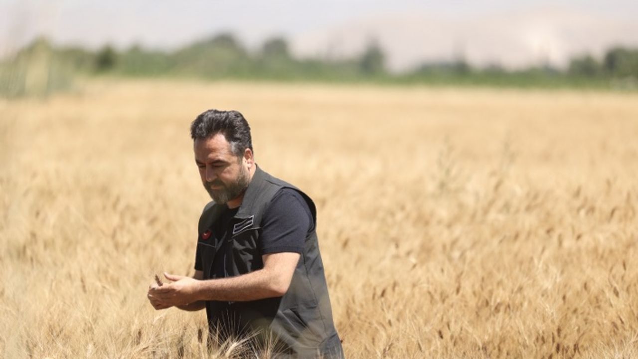 Elbistan’da Belediyesi tarlada buğday üretip, ücretsiz 10 bin ekmek dağıtıyor