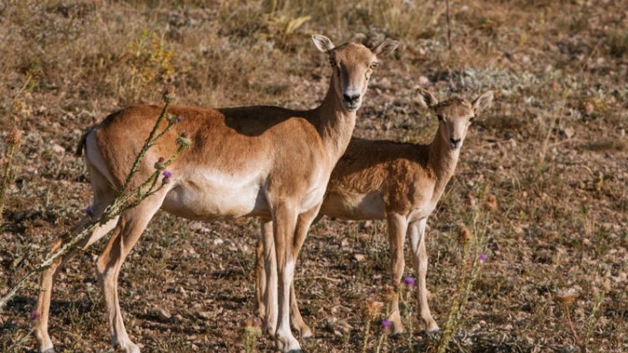 Koruma altındaki Anadolu yaban koyunlarının sayısı artıyor