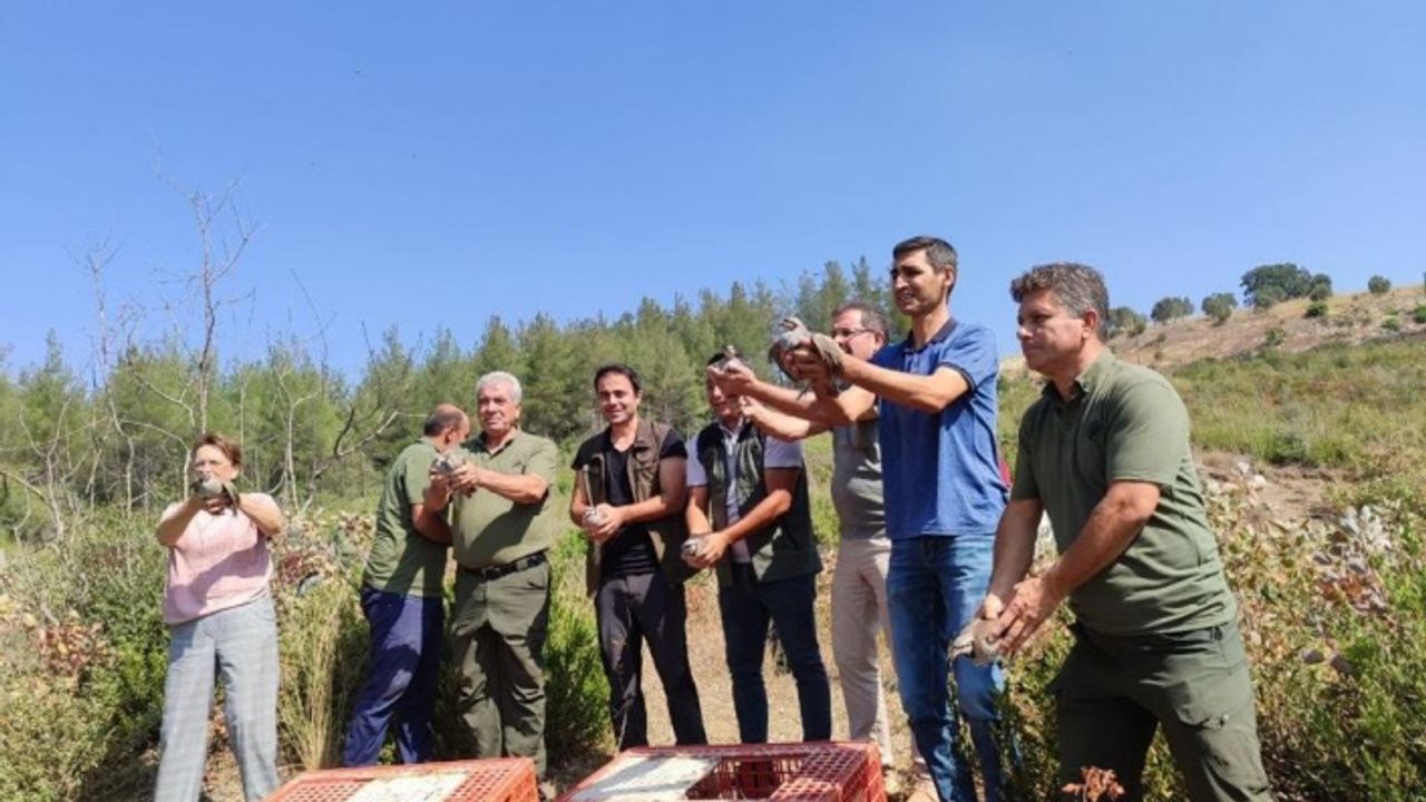 Kınalı keklikler doğal yaşam alanına bırakıldı