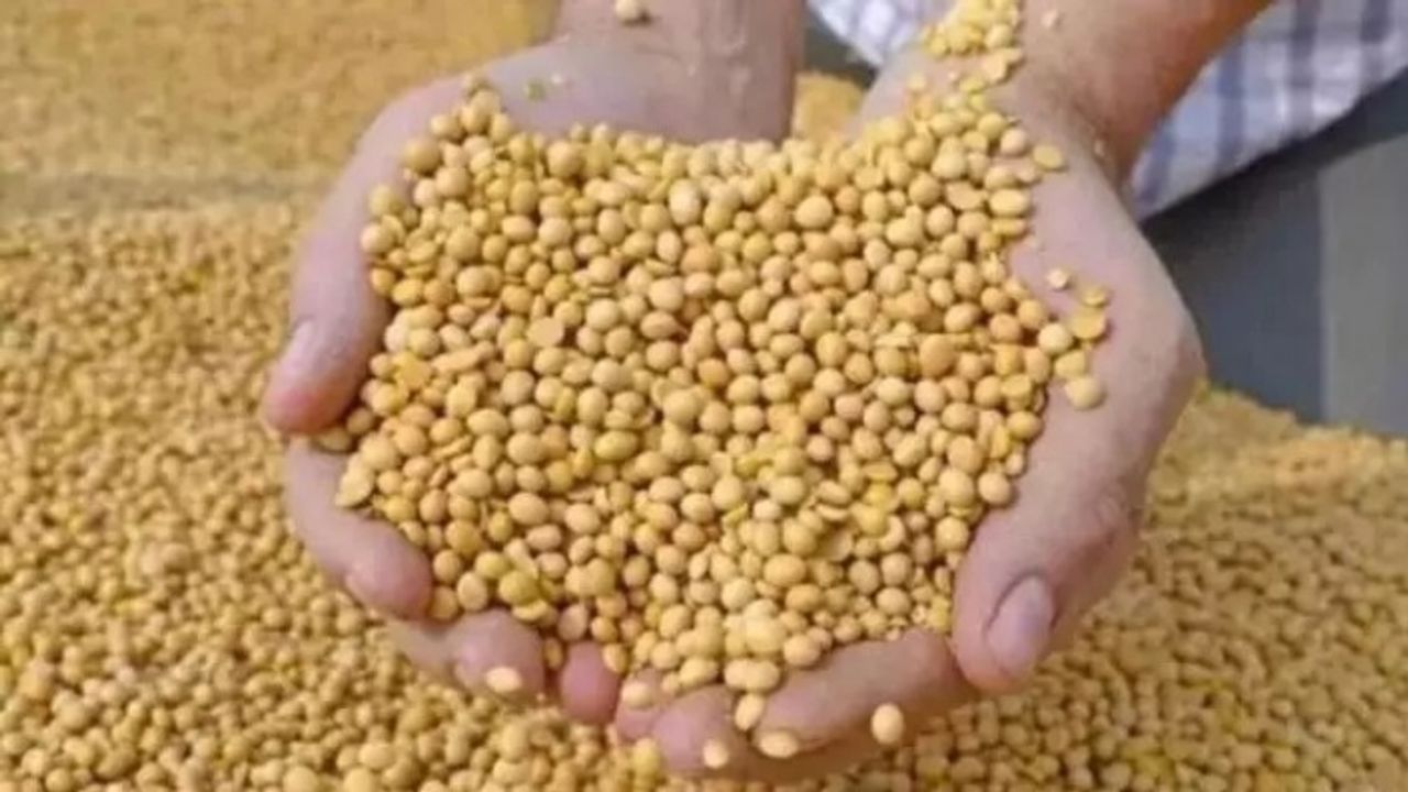 Doğadaki en güçlü D vitamini kaynağı