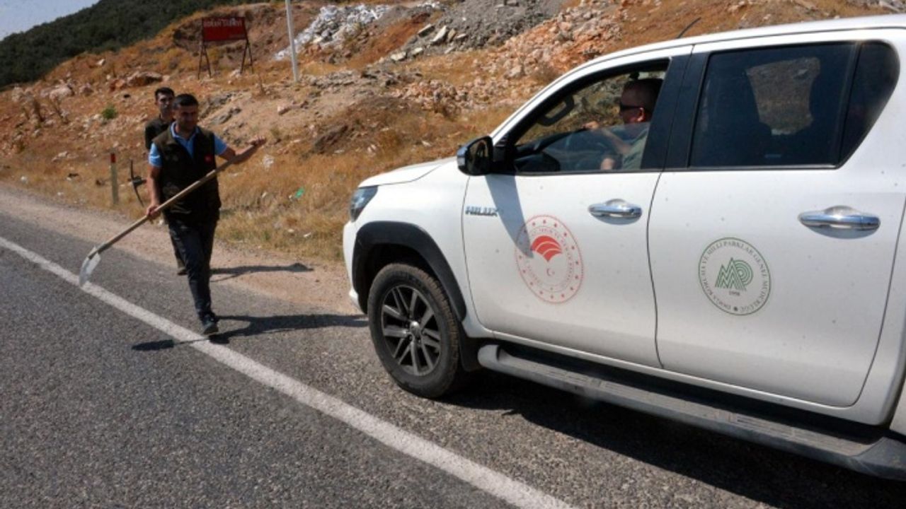 Çizgili sırtlana çarpan sürücüye 70 bin lira ceza kesilecek