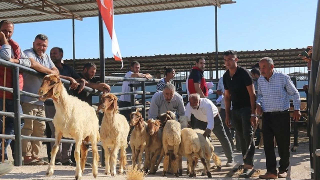 Deprem bölgesinde yetiştiricilere 43 bin 317 küçükbaş hayvan dağıtıldı
