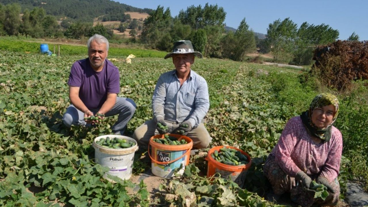 Kornişon salatalığının hasadında devam ediyor
