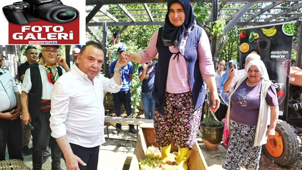 Mor üzümler toplandı, pekmez yapıldı!