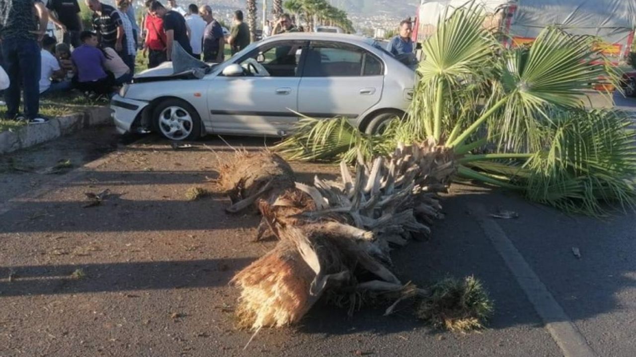 Otomobil palmiye ağacına ok gibi saplandı