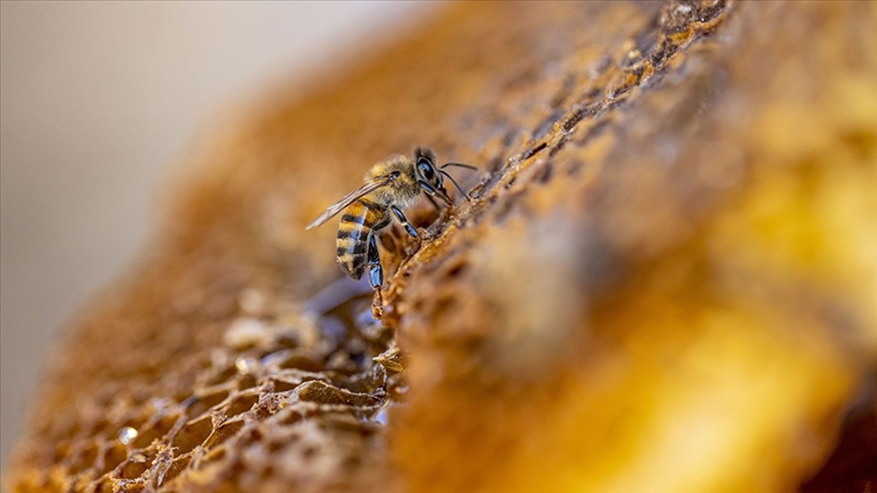 Küresel ısınma arıları da olumsuz etkiliyor