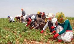 Mevsimlik tarım işçileri düzenlemeleri Resmi Gazete'de