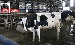 Müzik dinletilen ineklerin süt verimliliği
