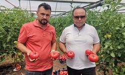 Kahramanmaraş’ta örtü altı seralarda rekor domates rekoltesi