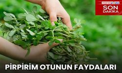 Pirpirim (Semiz) Otunun Faydaları