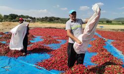 50 Bin Ton Maraş Biberi Üretildi