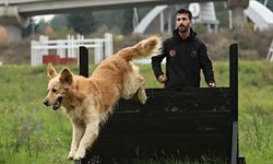 Köpekli arama kurtarma afetlere eğitimlerle hazırlanıyor