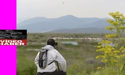 Selçuk, flamingoların büyüleyici görüntülerine şahit oluyor