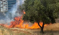 Zeytin bahçesinde çıkan yangın söndürüldü
