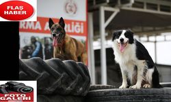 Ödüllü arama kurtarma köpekleri AFAD'ın sınavına hazırlanıyor
