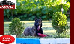 AA'nın barınaktan sahiplendiği "ŞubAAt" arama kurtarma köpeği oluyor
