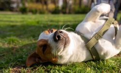 Köpekler İçin Evcil Hayvan Sigortası Neden Gerekli?