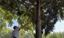 Ağaçta Mahsur Kalan Yavru Kediyi Güvenlik Görevlisi Kurtardı