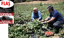 Soğuk hava deposunda saklanan çilekler 50 ülkeye gönderiliyor