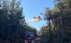 Yanan orman alanları, iklime, toprağa ve rakıma uygun ağaçlandırılıyor