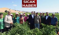 Coğrafi işaret tescilli Maraş biberinde hasat başladı