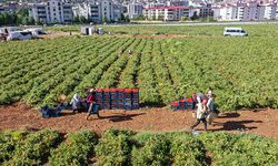 Kiraladıkları tarlalarda çadır kurup sebze yetiştiriyorlar