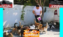 Depremzede kadın, sahipsiz kedilere kucak açtı