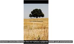 Entarimin Cimcimi Bilemedim İnci mi?