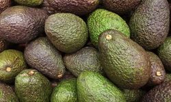 Avokado Nedir? Avokado Faydaları Nelerdir?