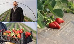 "Çilek yetişmez" denilen topraklarda üretimini 60 dekara çıkardı