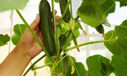 Salatalık böbrekler için iyi midir?