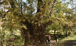 Doğal miras kabul edilen 10 bin 503 anıt ağaç koruma altında