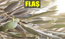 Zeytin Yemek Neye İyi Gelir? Günde Kaç Adet Zeytin Yemeli?