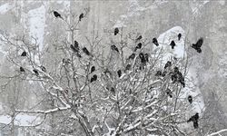 Aralık'ta en yüksek sıcaklık Hatay'da ölçüldü