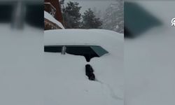 Kedinin karda yürümeye çalışması