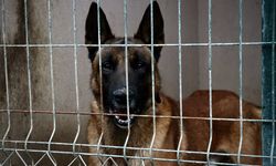 OMÜ'nün hassas burunlu köpeği "Pars" şehrin güvenliğinde görev alacak