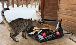 Soğuk Havada Büyükşehir’den Can Dostlara Şefkat Eli