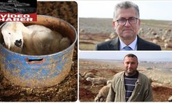 Depremzede besici, devlet desteğiyle sürüsünü büyüttü