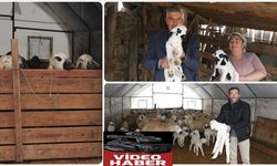 Depremde Ağılları Zarar Gören Besiciler Verilen Çadırlarda Yetiştiriciliğe Devam Etti