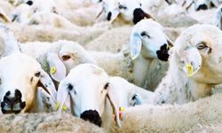 Küçükbaş Hayvancılığa Destek Projesi Başlıyor