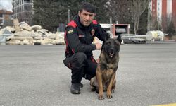 Ölen arama kurtarma köpeği Gece'nin görevi "Vondi"ye emanet