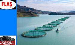 Barajlarda Üretilen Somon ve Alabalık İhraç Ediliyor