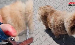 Karabük'te pitbull saldırısına uğrayan kişi ve köpeği yaralandı