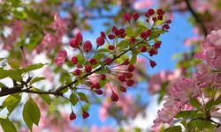 Son cemre toprağa düştü: Bahar resmen başladı