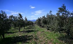 Zeytin Üreticilerine Budama ve Gübreleme Uyarısı