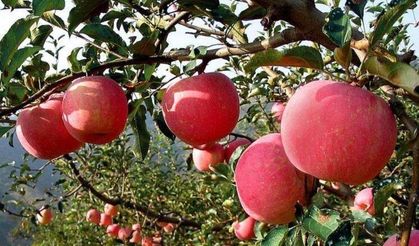 Bir ay boyunca her gün bir elma yediğinizde ne olur?