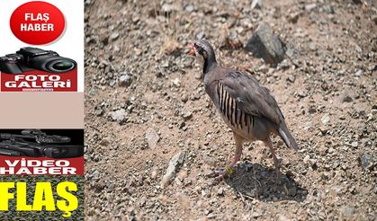 Kene avcısı kınalı kekliklere dürbünlü, fotokapanlı ve dronlu takip