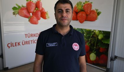Soğuk hava deposunda saklanan çilekler 50 ülkeye gönderiliyor