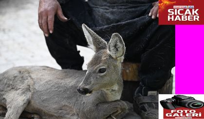 Yaralı Bulunan Karaca Yavrusu Tedavi Altına Alındı