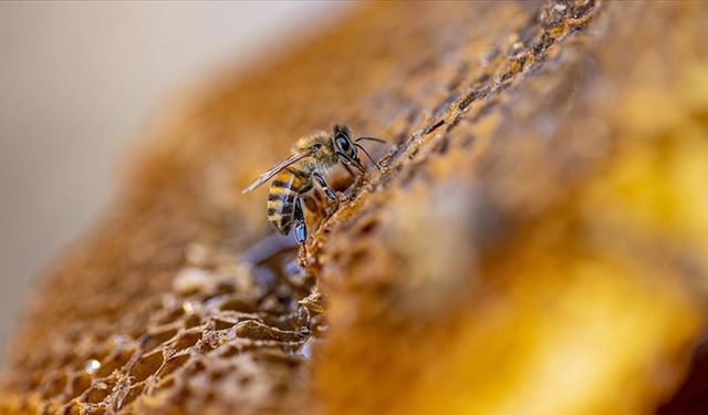Küresel ısınma arıları da olumsuz etkiliyor